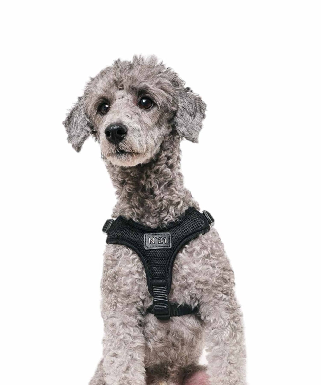 N21】 HARNESS+LEASH - BLACK | ハーネス -おしゃれなドッグウェアの