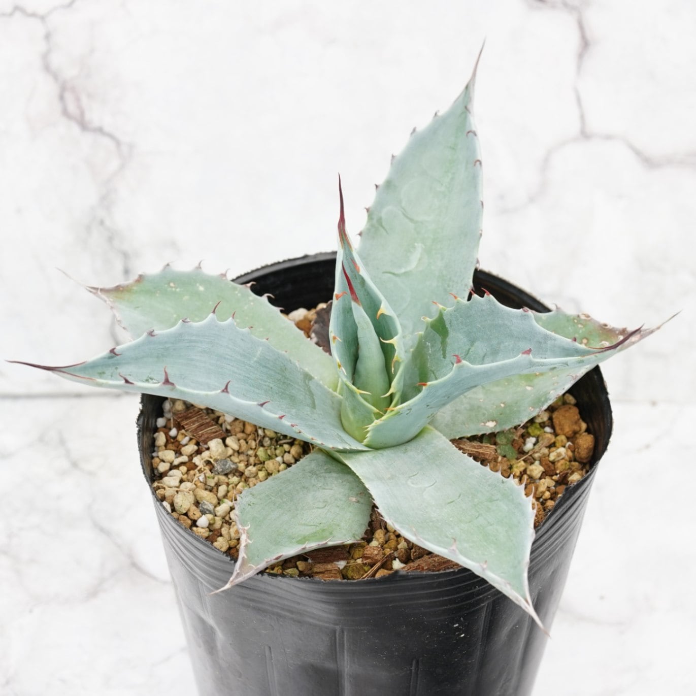 専用 フェロックス 斑入り パリー トランカータ オバティフォリア