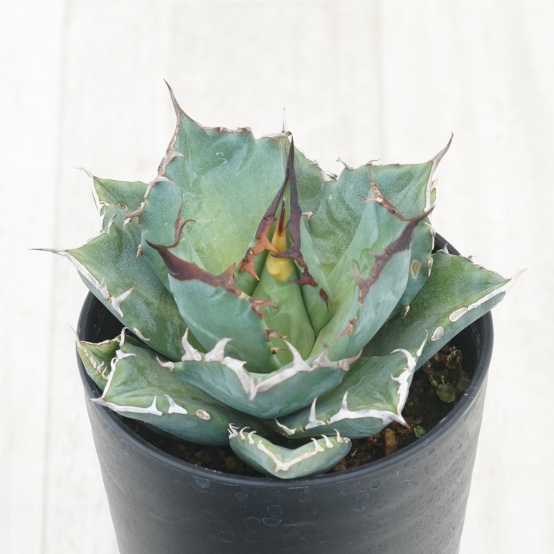 アガベ・チタノタ「猫爪（キャッツ・パウ）」 3.5号鉢 | | チタノタ銘
