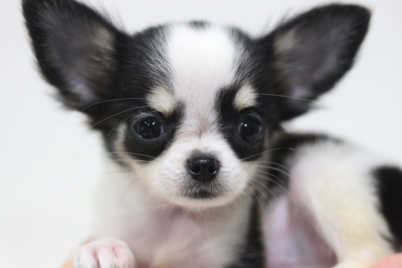 小さめ チワワ 】生後80日で571g！抜群のルックスに注目！ | マルワン