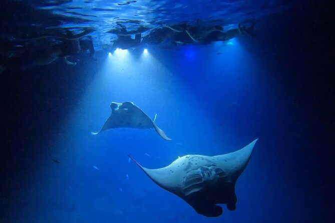 カイルア コナ グループ マンタと泳ぐ 2026 - ハワイ島