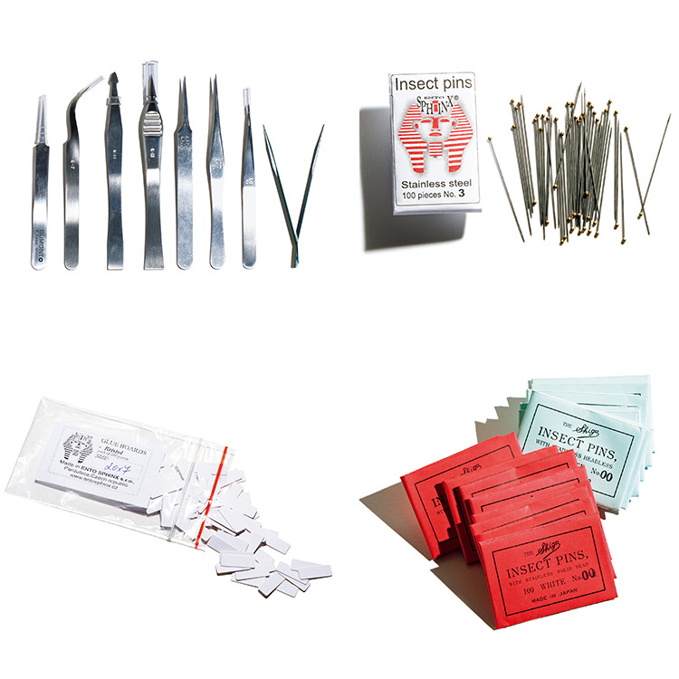 昆虫標本を作るための便利グッズ。まずは揃えておきたい一式