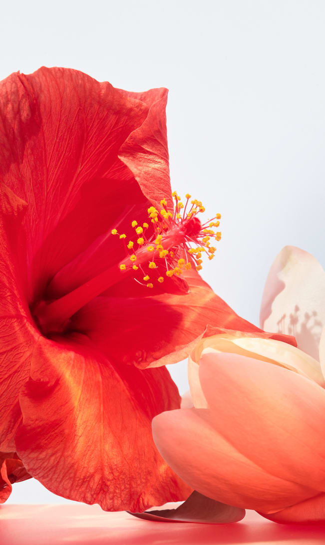 オムニア コーラル オードトワレ 3.4 oz/100 ml | ブルガリ