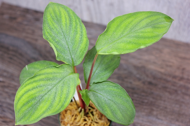 Homalomena HR9 K0723-f3 | KZT PLANTS