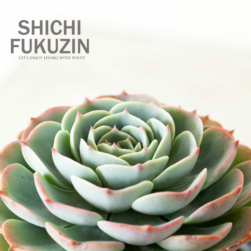 エケベリア七福神（しちふくじん）子株で殖やせる多肉植物