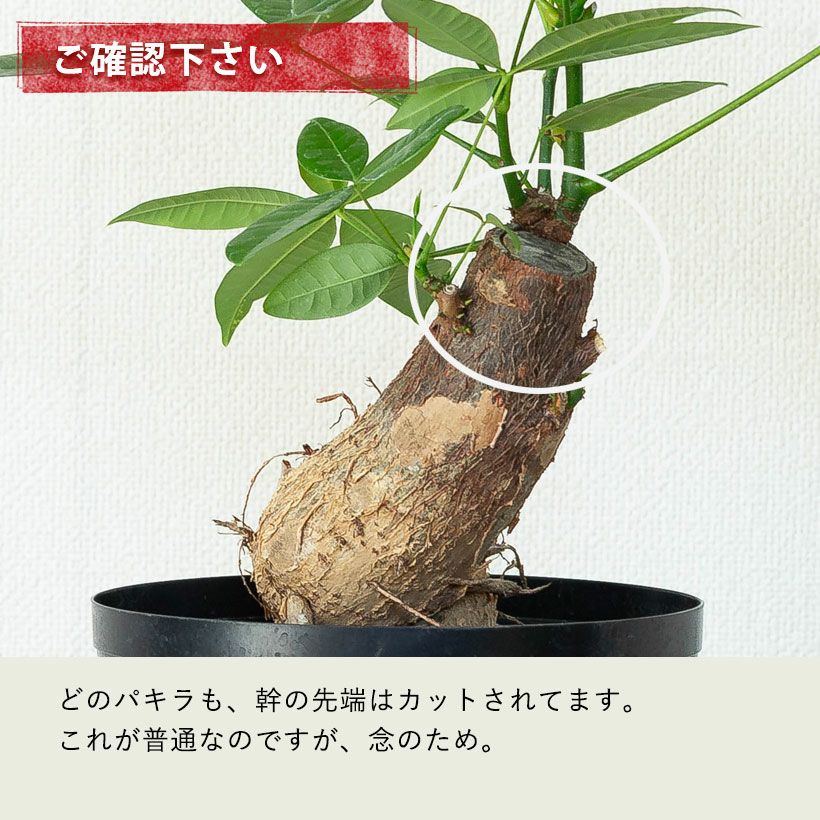 幹曲がり。塊根植物みたいなパキラグラブラ
