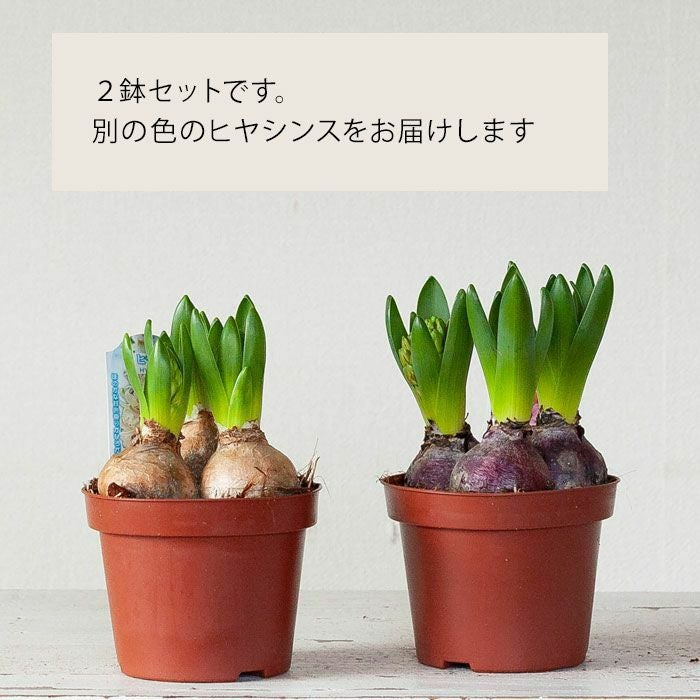 ヒヤシンス2鉢セット（花色はお任せです） | [公式]e-花屋さん
