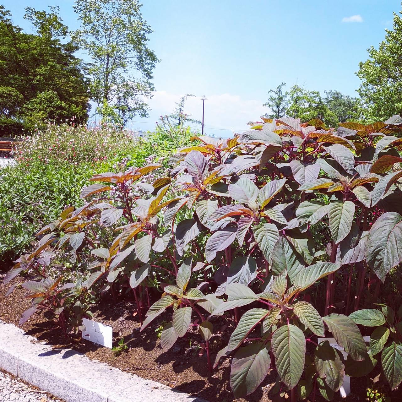 アマランサス（Amaranthus spp.） | 植物図鑑 | 御勅使南公園
