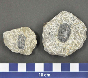 御船町恐竜博物館 | 貸出し化石：No.5_三葉虫（母岩付き）