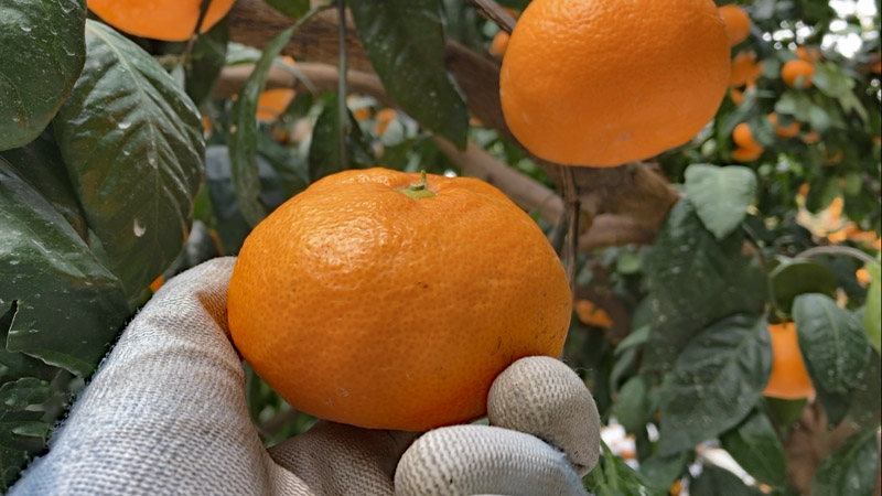 News&Topics｜12/17 三ヶ日みかんの主力「青島ミカン」出番JAみっかび