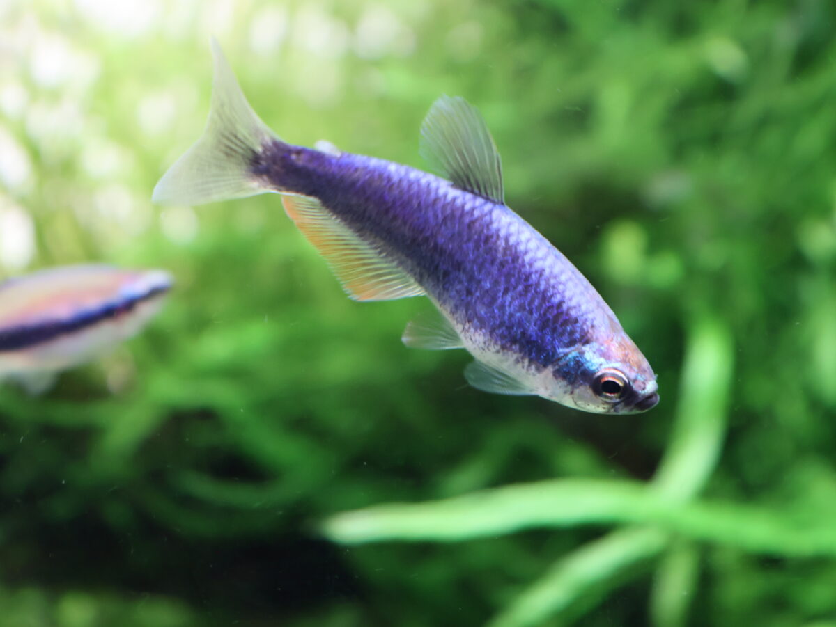 インパイクティスケリーは青紫のグラデーションが美しい元気いっぱいの