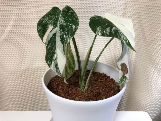 モンステラ ホワイトタイガーの育て方（ボルシギアナの細かい白斑品種