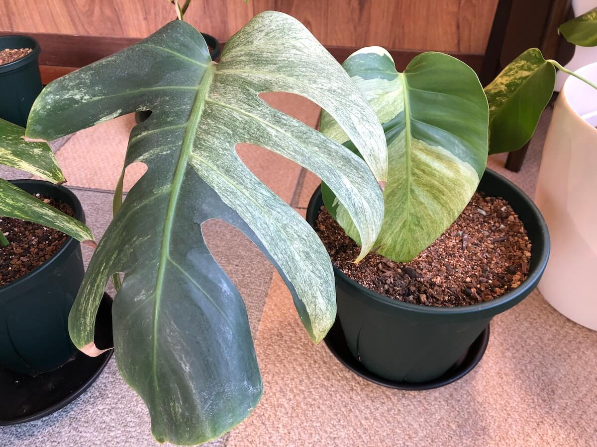 モンステラ デリシオーサ ミントの育て方とミント斑の説明 | 斑入り