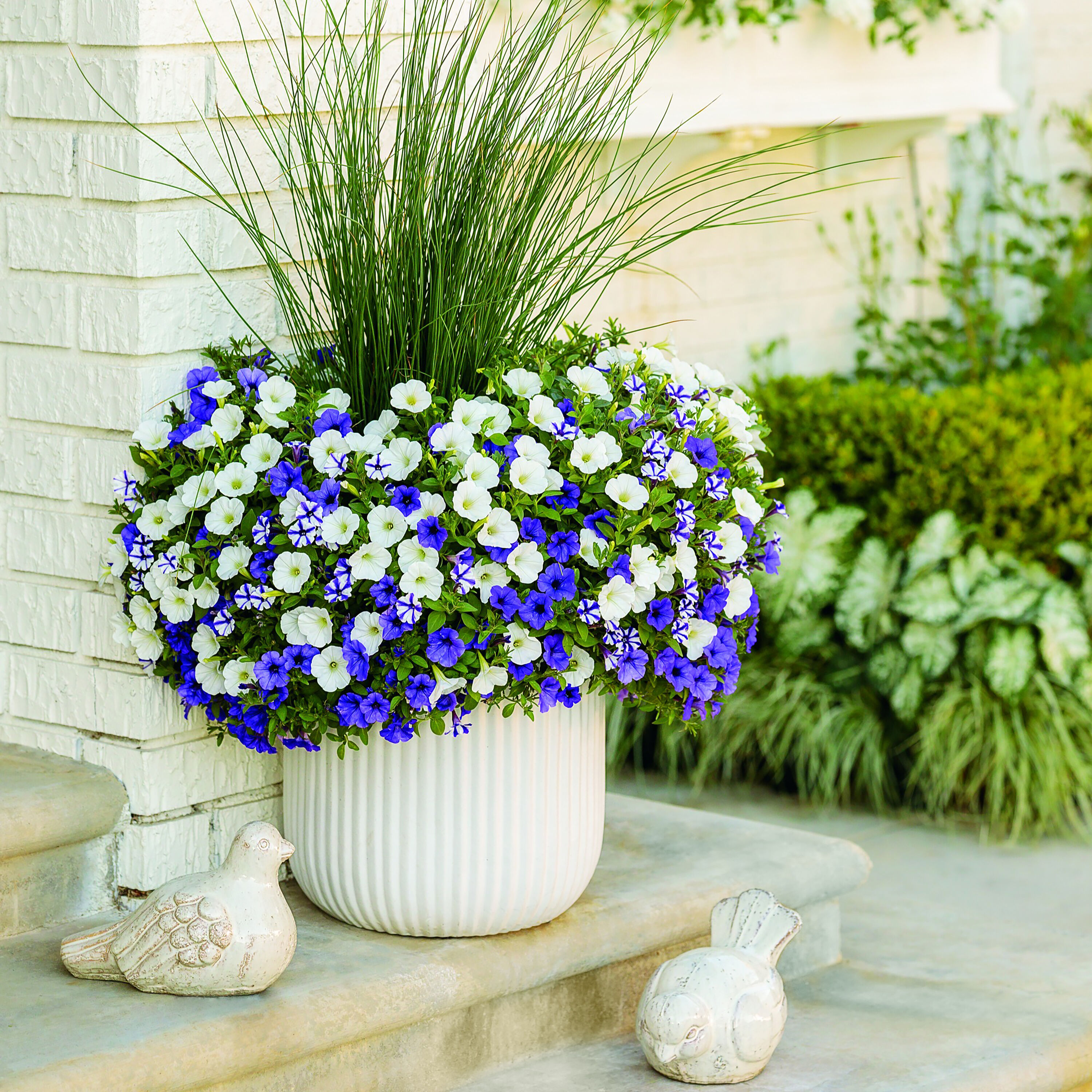 ハナ パルファンブルー&ヴィオレッタ ハナ パルファンブルー