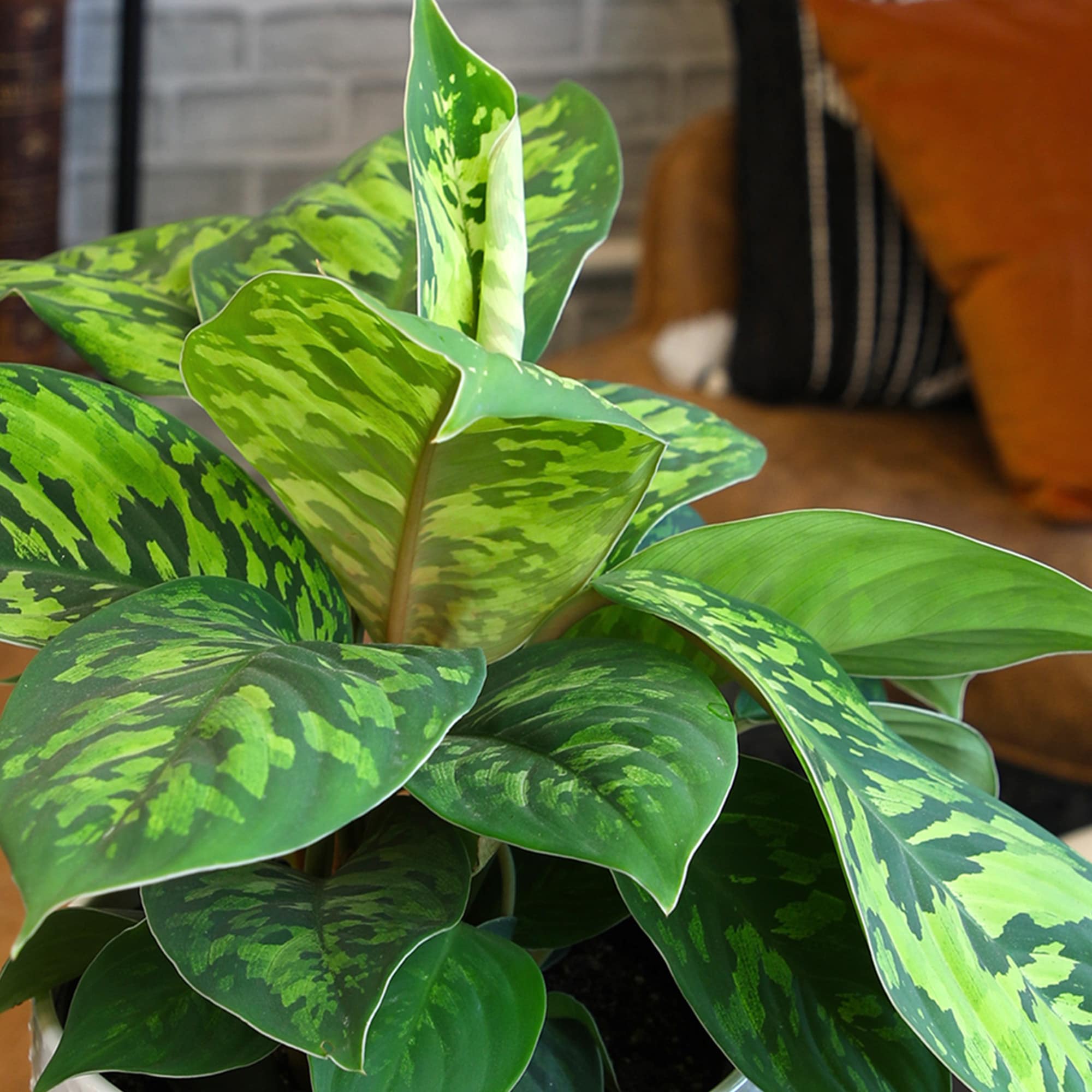 Altman Plants Homalomena House plant in 6 Inch(es) Planter 1 -Pack