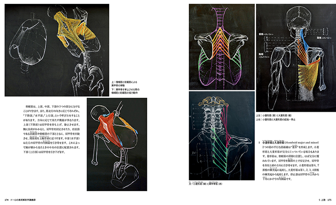 ドーロの美術解剖学講義録 人間が動いた時に骨、関節、靭帯、筋に何が