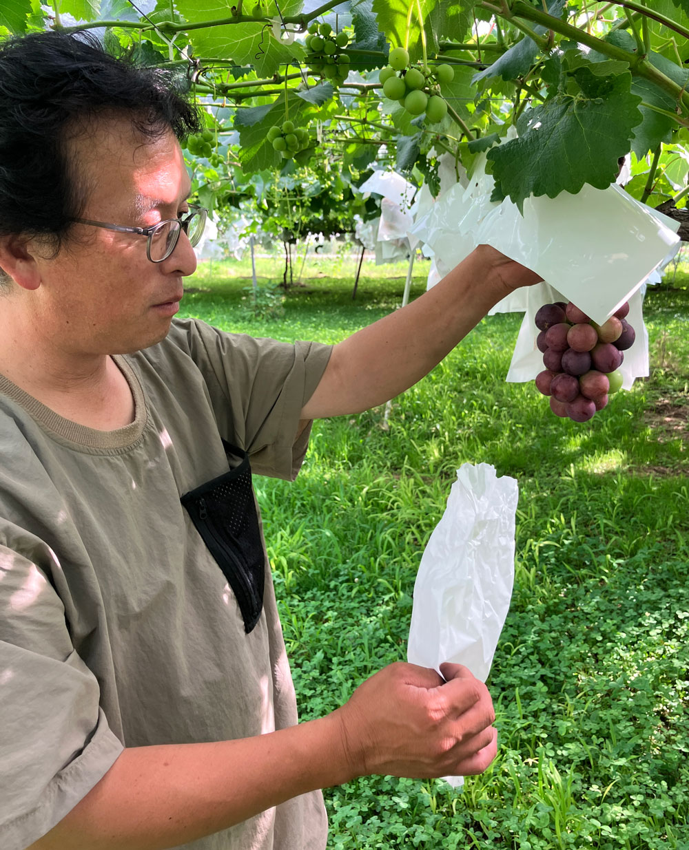 シャインマスカット【お徳用】 | 直販 - モクモクショップ