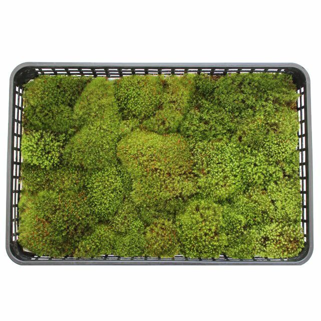 タマゴケ中トレー(340×510mm) | 苔の販売専門店モスファーム