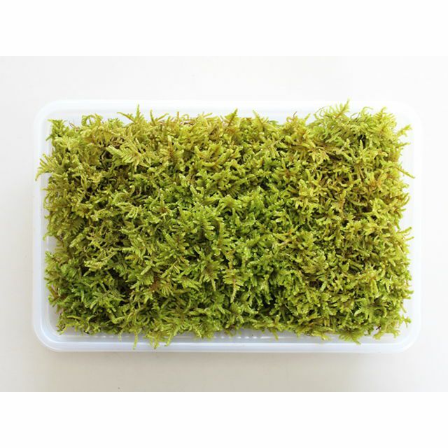 ハイゴケミニパック（M1）(222×143mm) | 苔の販売専門店モスファーム