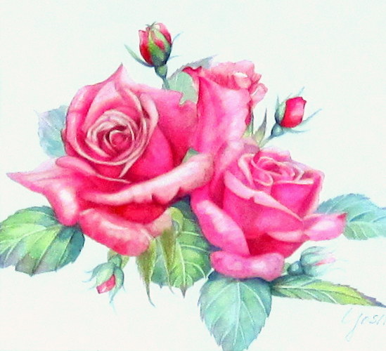 水彩画原画薔薇の絵ローズ 水彩画(薔薇)