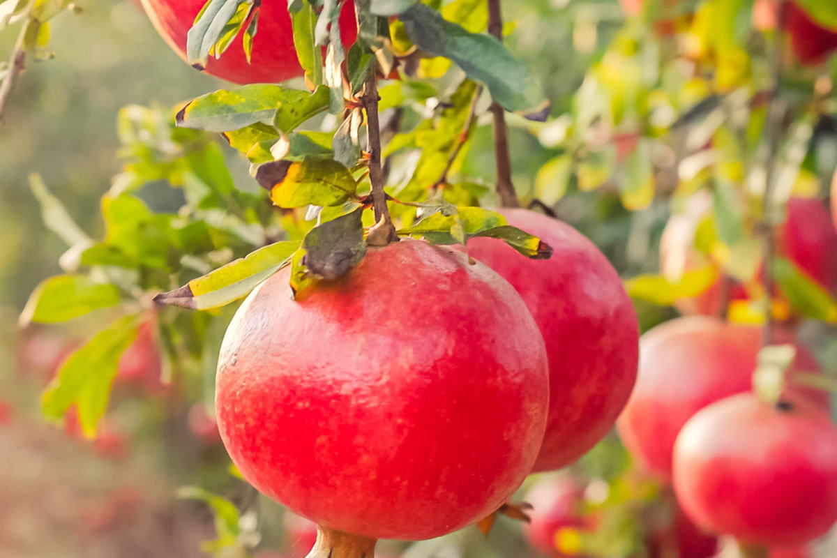 ナーブルスソープ（ざくろ） - 【パレスチナ最後の石鹸工場】ナー