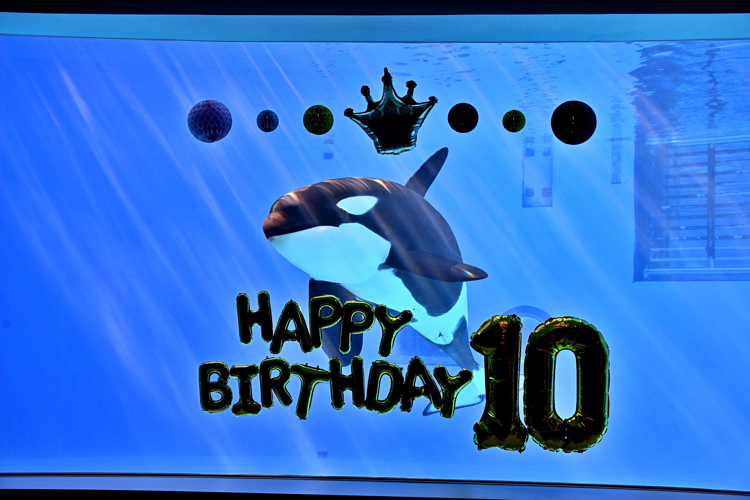 【レア・ラスト1点】名古屋港水族館　シャチ リンちゃん ステラ　ポスター レア・ラスト1点】名古屋港水族館 シャチ リンちゃん ステラ ポスター