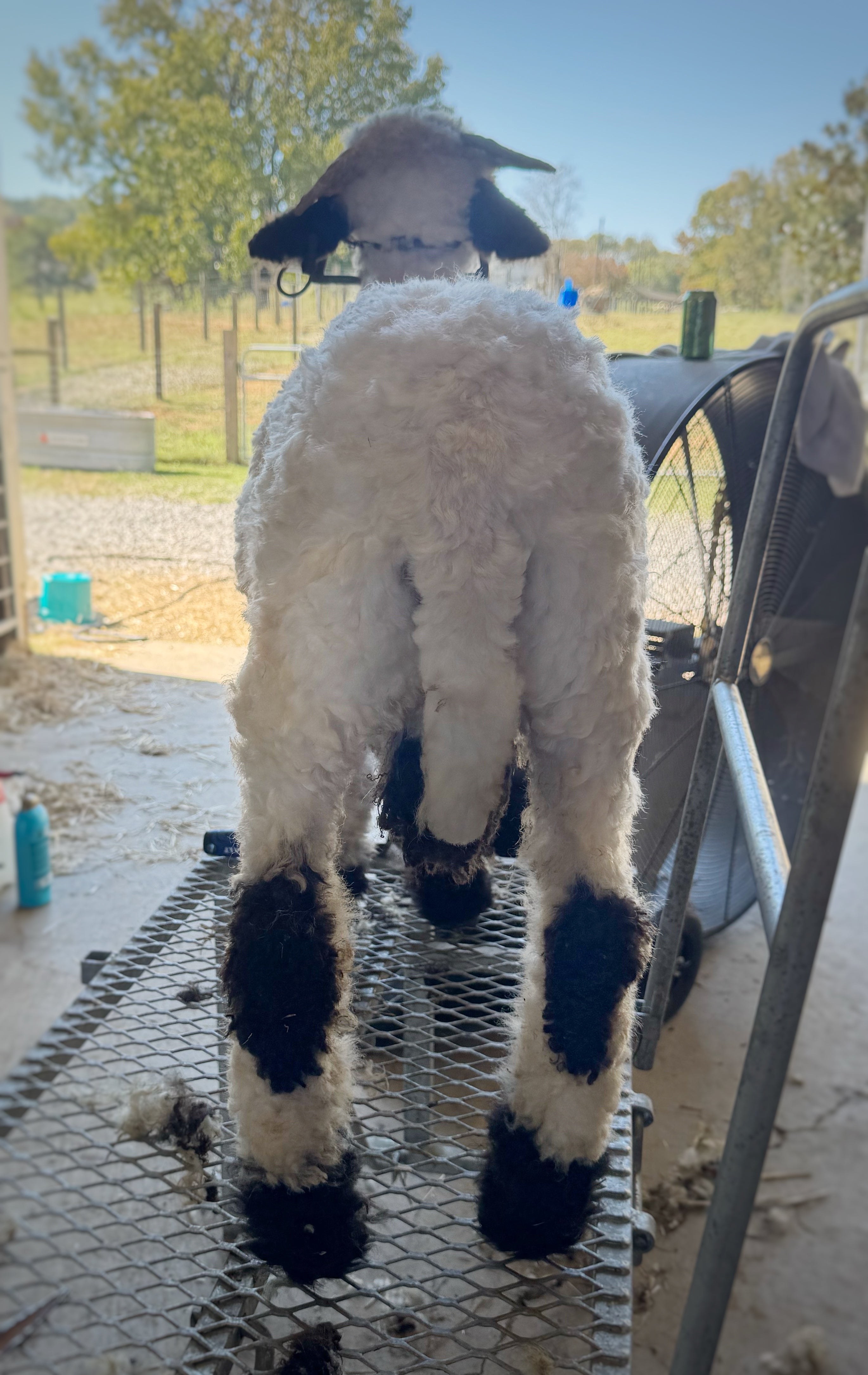 Mr. Big – Nashville Farm