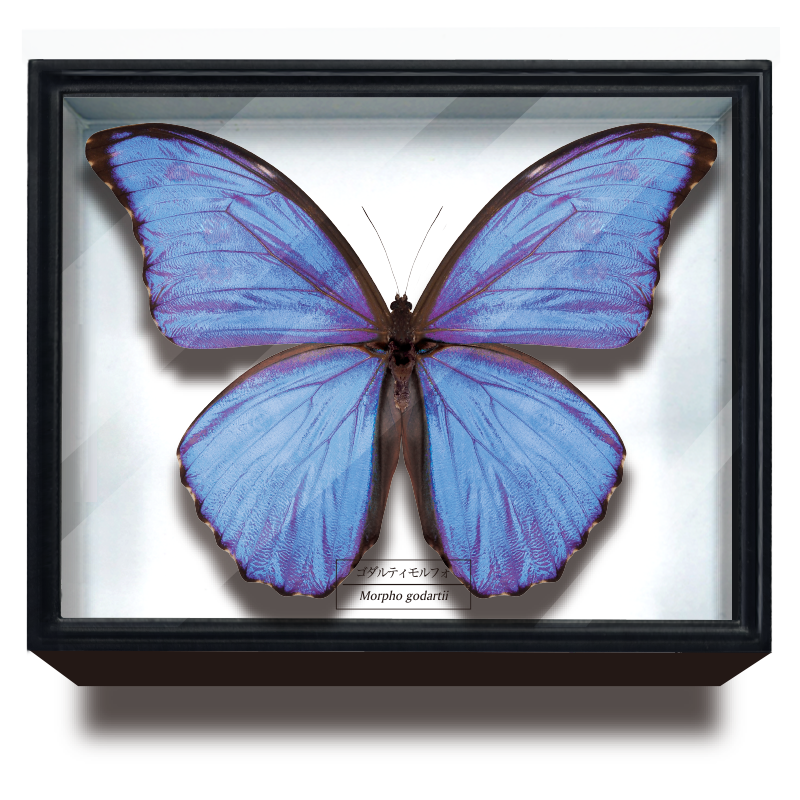STC ドイツ箱マグネットコレクション モルフォ蝶特装版 – ネイチャー