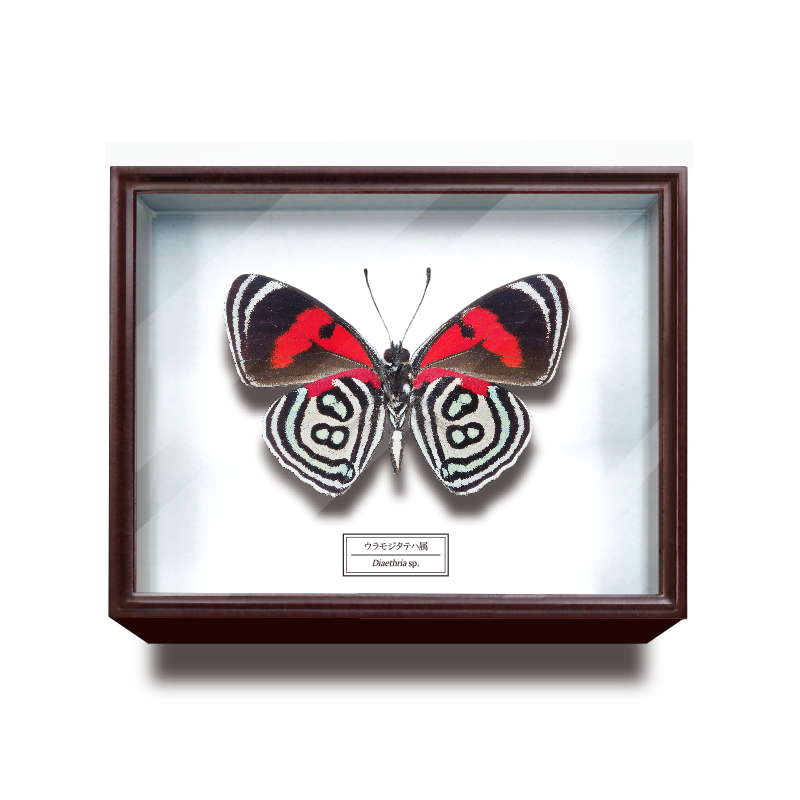 ドイツ箱マグネットコレクション – ネイチャーテクニカラー公式