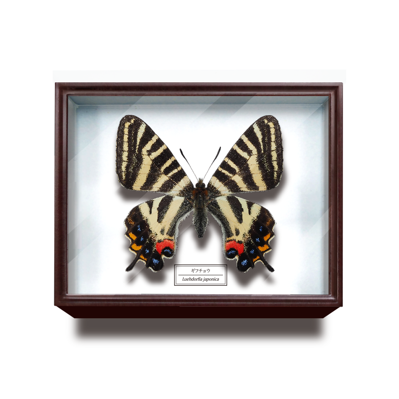 ドイツ箱マグネットコレクション – ネイチャーテクニカラー公式