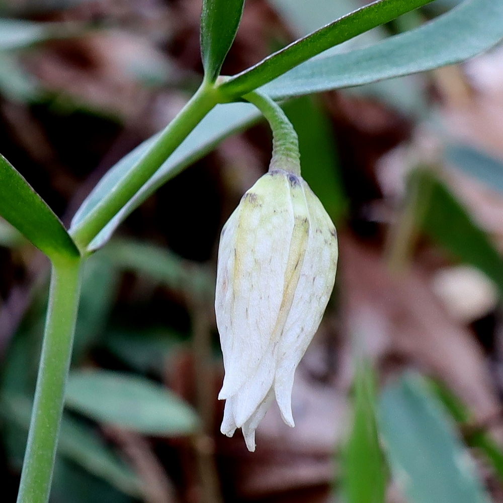 カイコバイモ | 山川草木図譜 | 春, 野山の植物, 山岳の植物