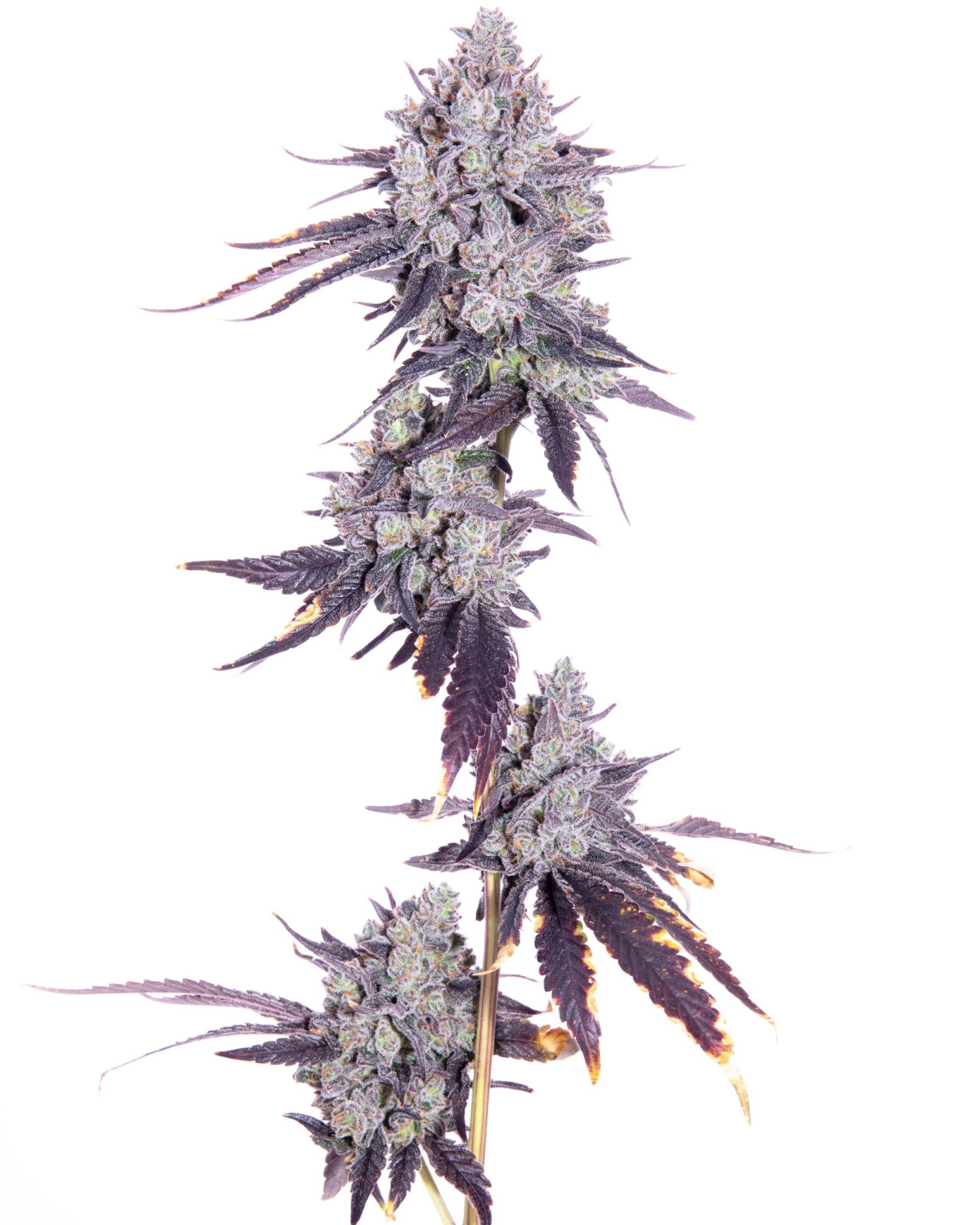 Gingers F1 Strain | Romulan Genetics | Neptune Seed Bank