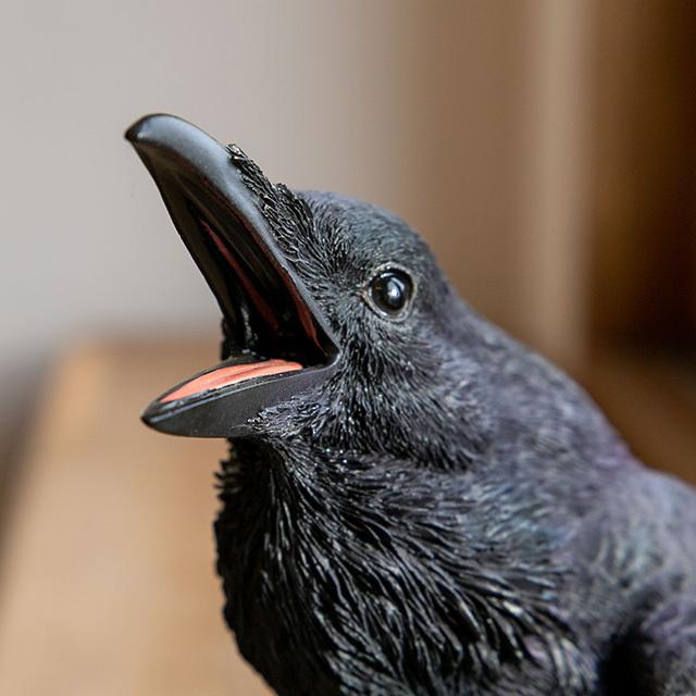 magnet / マグネット 貯金箱 カラス（JUNGLE CROW） – ニコノマニマニ