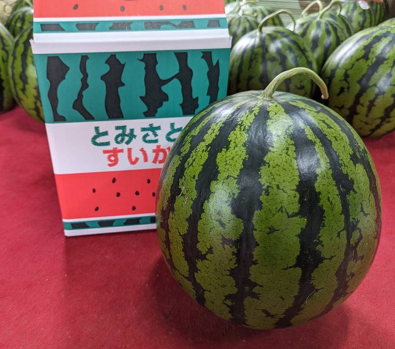 スイカ 【富里すいか園】 特大 富里スイカ 3L 8～9kg 1個 千葉県富里市