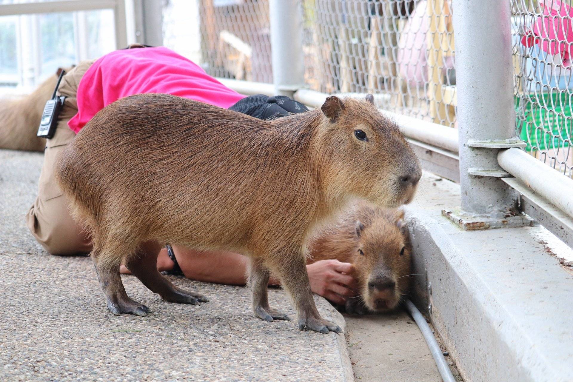 衝撃！「カピバラはリラックスすると…」水族館が明かした〝秘密〟にSNS