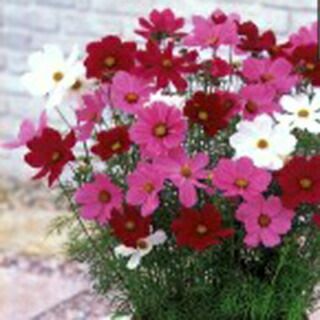 コスモス 種 【 センセーション 混合 】 1dl （ コスモスの種