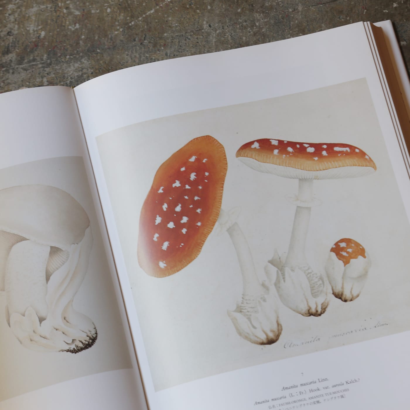 ファーブルが描いたきのこ。自然を愛した偉大なる科学者のまなざし