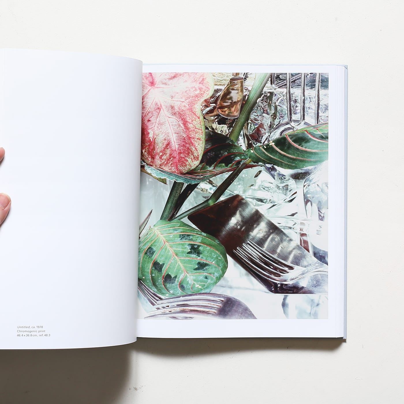 Jan Groover, Photographer: Laboratory of Forms | ヤン・グルーバー