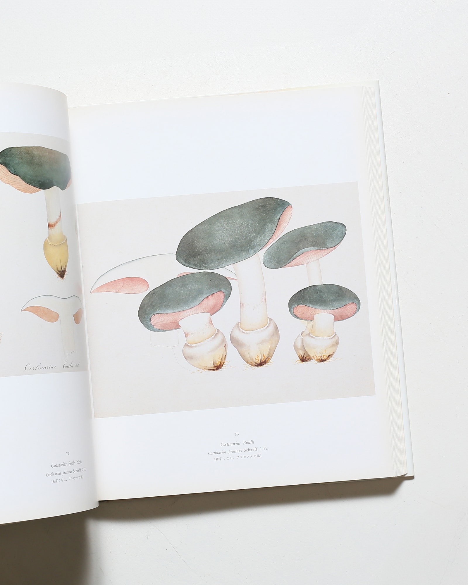 ジャン・アンリ・ファーブルのきのこ 221点の水彩画と解説 | nostos