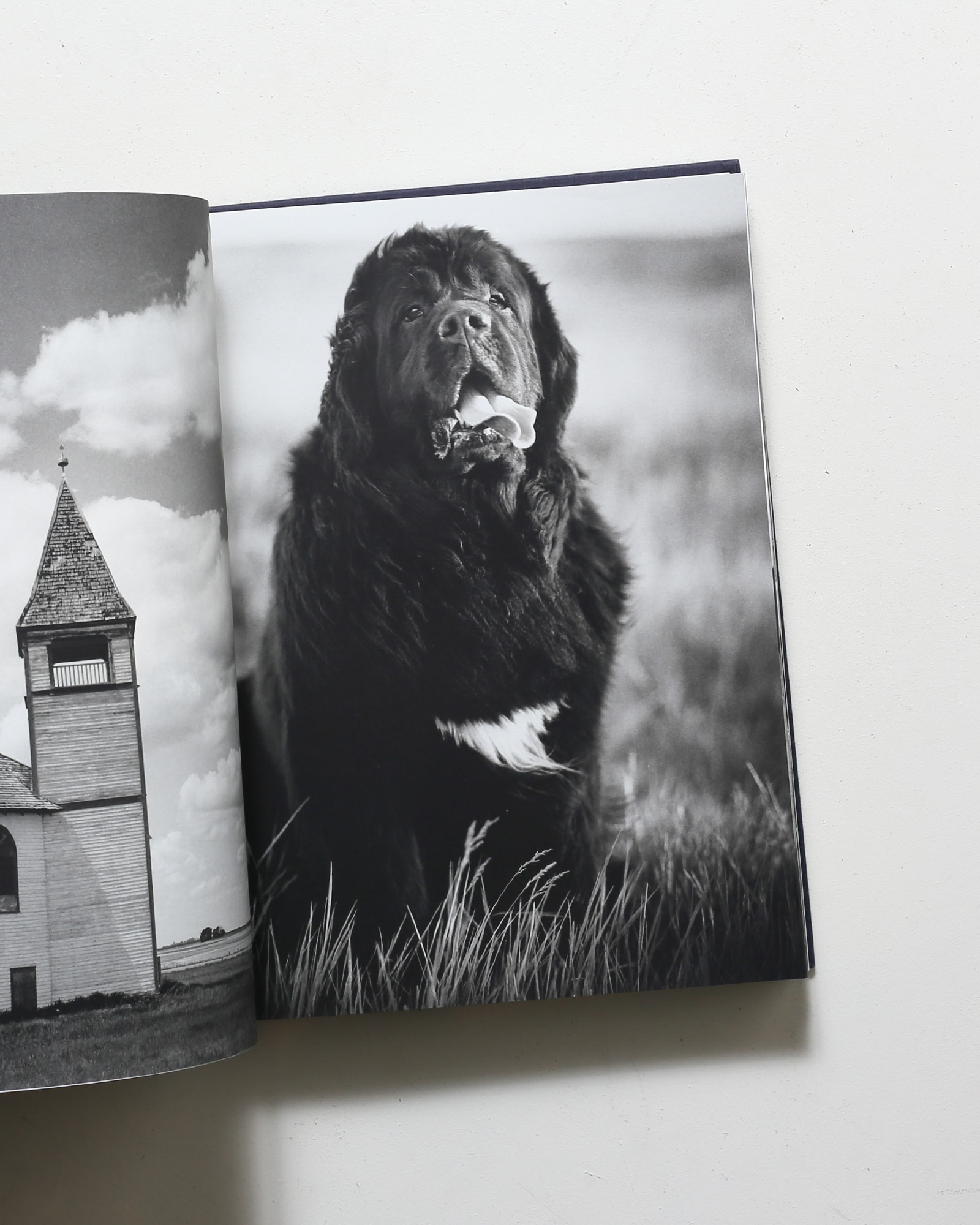 Gentle Giants: A Book of Newfoundlands | Bruce Weber ブルース