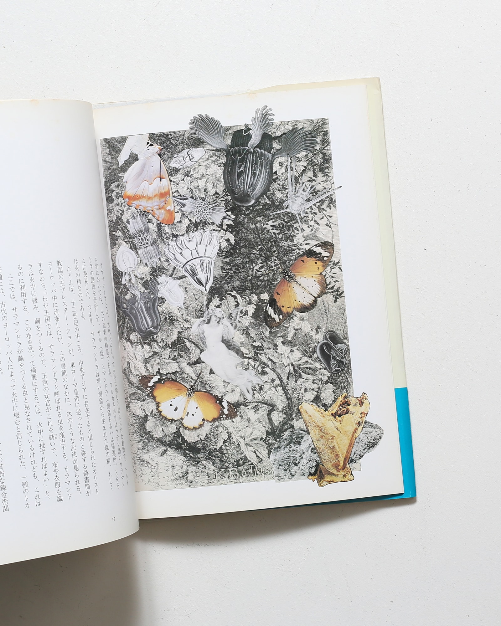 妖精たちの森 | 野中ユリ、澁澤龍彦 | nostos books ノストスブックス