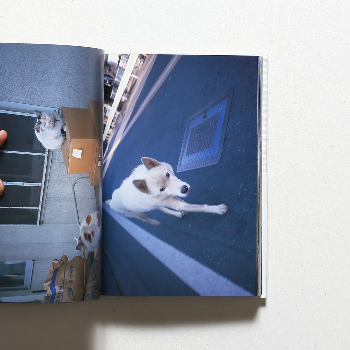 the good, the bad, the average …and unique 奈良美智写真集 | リトル