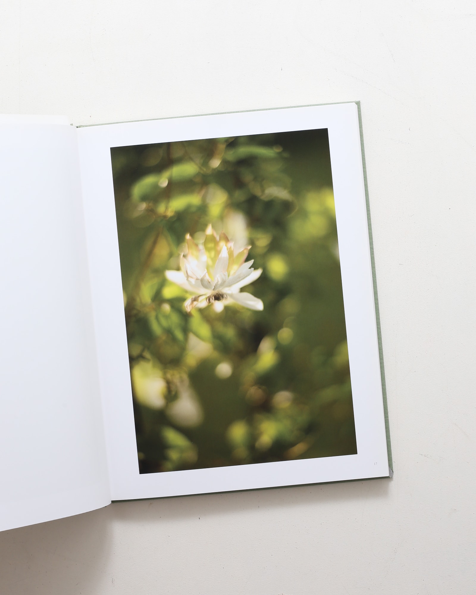 Terri Weifenbach: The May Sun | 山田裕理 | nostos books ノストス