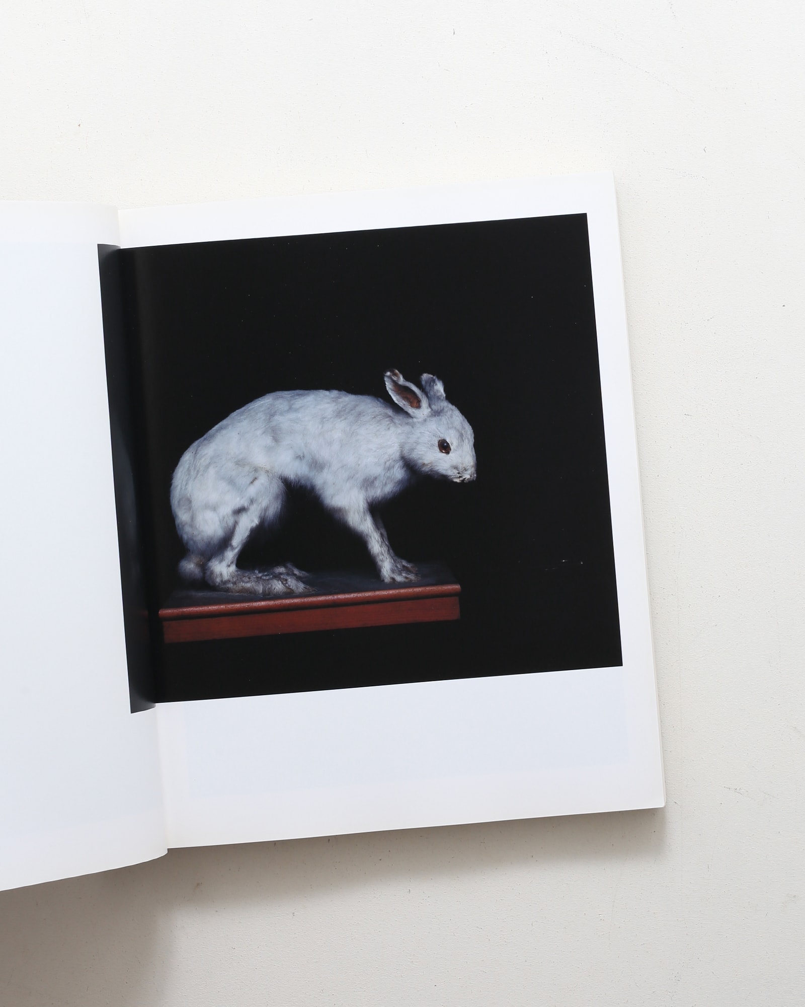 Chamber of Curiosities 東京大学コレクション | 上田義彦、西野嘉章