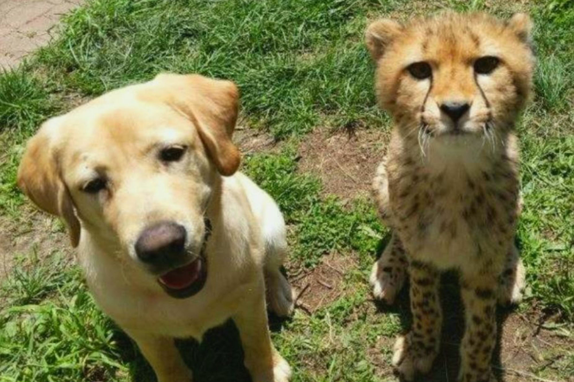 Labrador retriever befriends cheetah at NJ zoo
