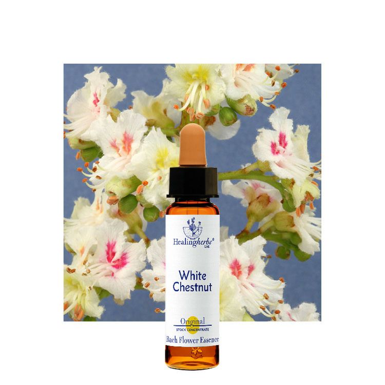 ホワイトチェストナット | ニールズヤード レメディーズ 公式