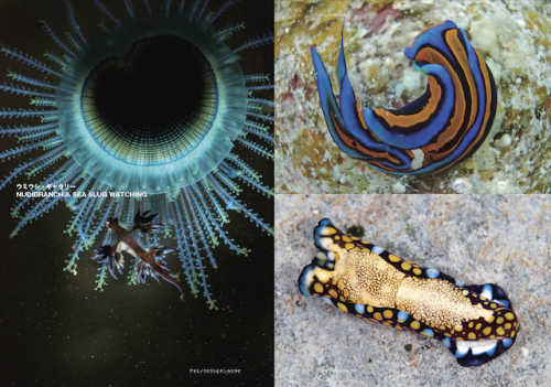 1260種が収録された「新版 ウミウシ」が6月15日に発売！撮影術など