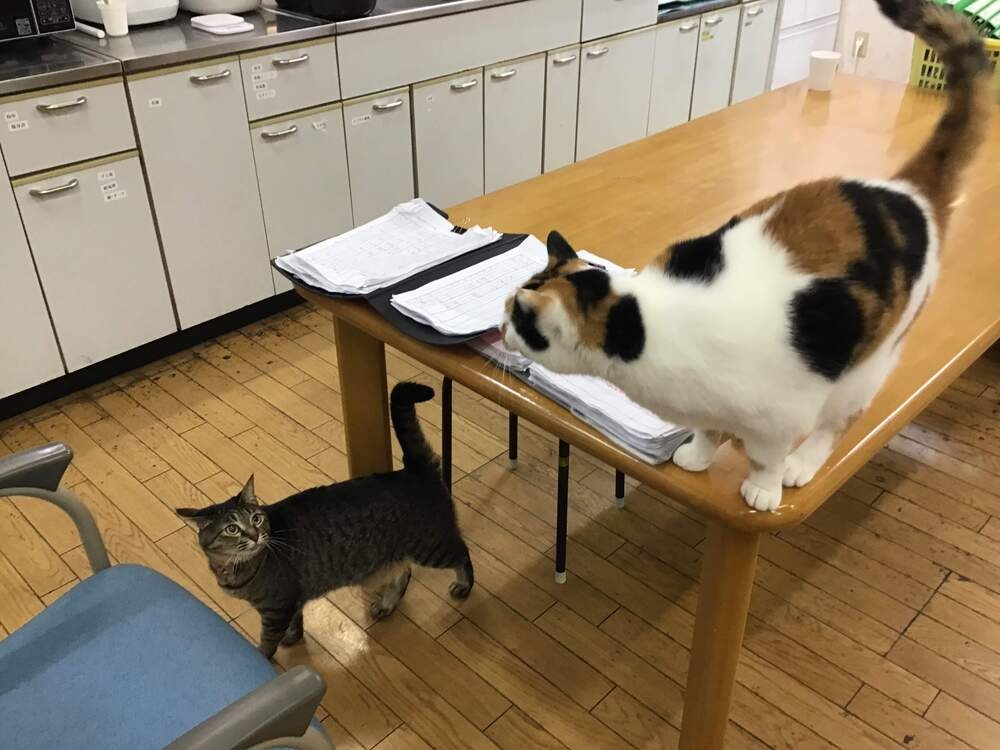 2匹の猫は、仲良し？ | 社会福祉法人 大形福祉会