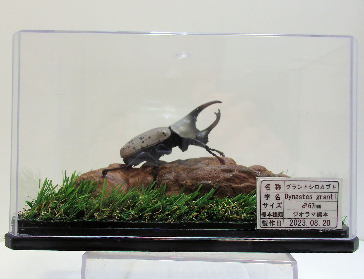 グラントシロカブト♂67mmレプリカ標本 | オオクワ京都昆虫館