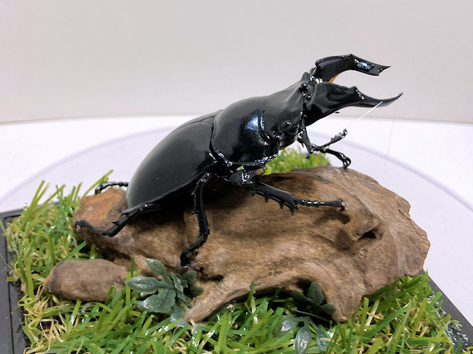 ヨーロッパ ミヤマクワガタ♂76mmレプリカジオラマ標本 | オオクワ